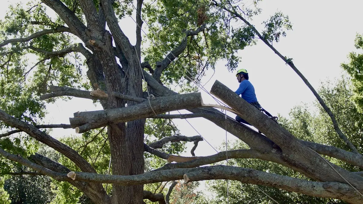 Professional Crown Thinning performed by certified arborists in Asbury
