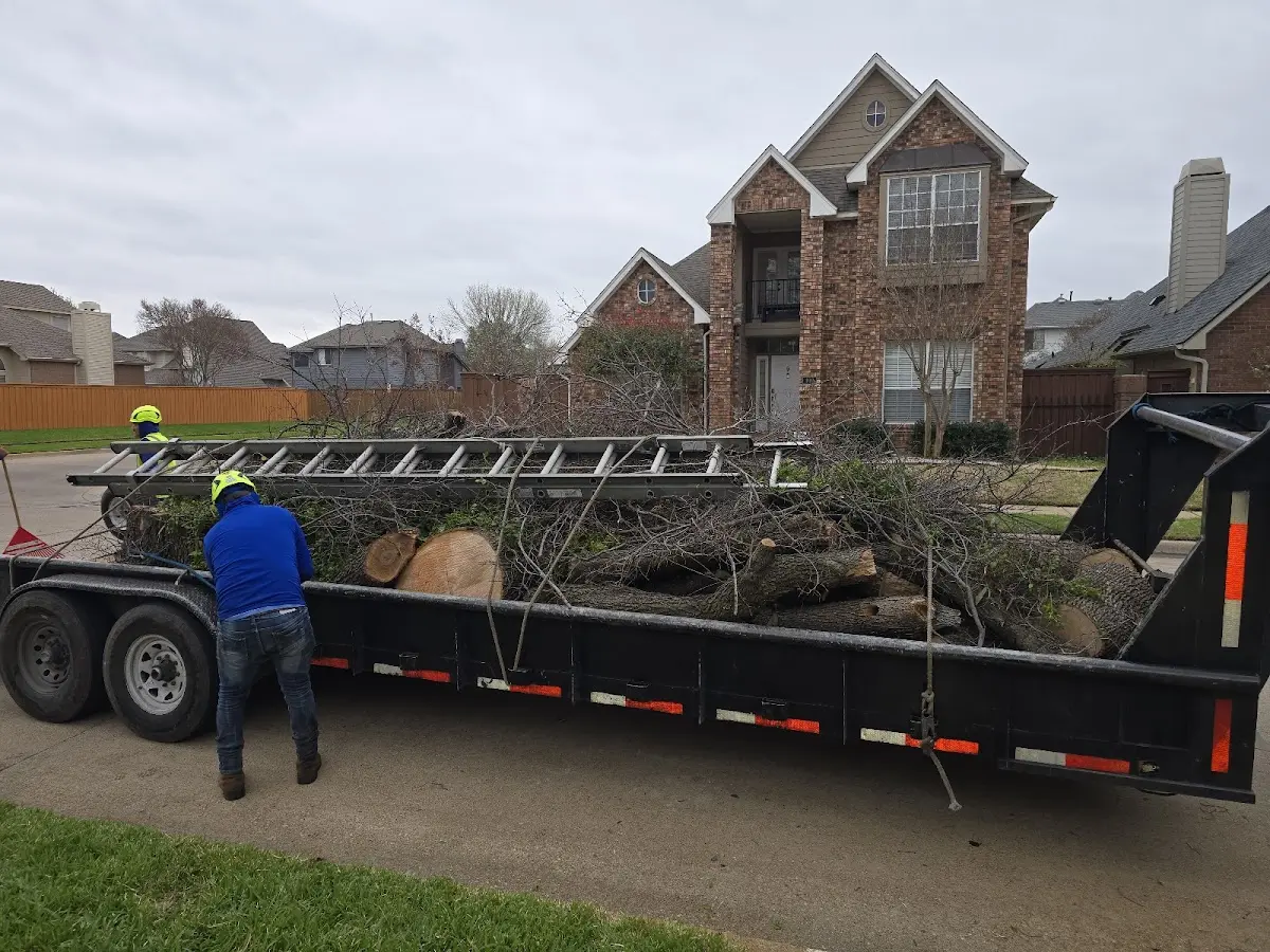 Expert Tree Removal with proper safety equipment in Asbury